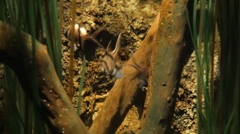 Zebra cardinalfish get feed Stock Footage 39594519