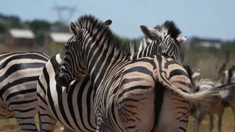 Zebra caressing each other and rubbing against one another Stock Footage 231333780