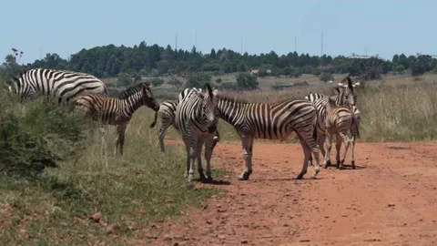 Zebra caressing each other and rubbing against one another in the midday Stock Footage 231333799