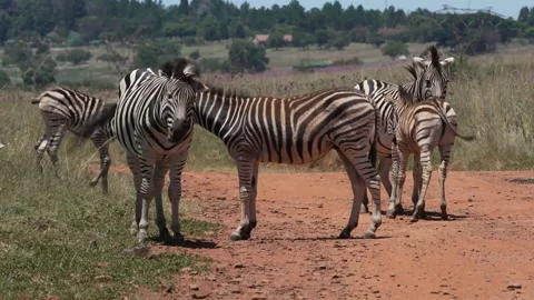 Zebra caressing each other and rubbing against one another in the midday sun Stock Footage 231333801