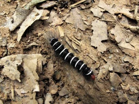 Zebra caterpillar on the ground Stock Photos