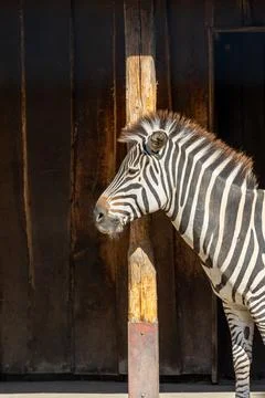 Zebra with characteristic stripes Foto stock