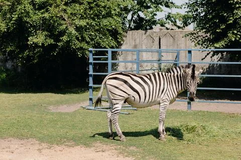 A zebra is chewing grass and looking at the camera Stock Photos