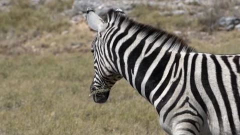 Zebra chewing grass, close up, slow motion Stock-Footage 118570504