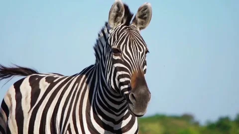 Zebra chewing, slow motion Stock Footage 95537588