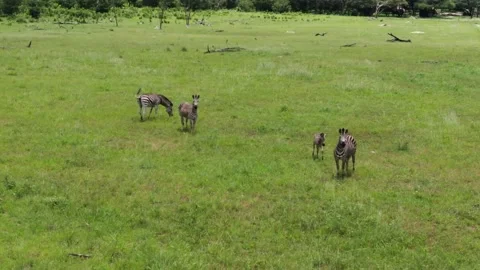 Zebra chilling Video stock 233913545