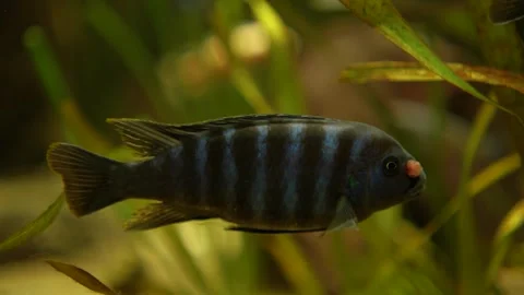 A zebra cichlid fish floating Stock Footage 294904598