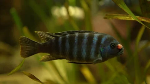  A zebra cichlid fish floating Stock Footage 294931745