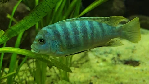 Zebra cichlid fish Stock Footage 296850419