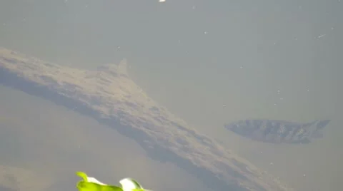 Zebra cichlid is swiming Stock Footage 47866056