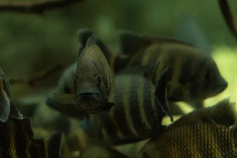 Zebra Cichlid , Zebra tilapia, isolated on black background Stock Photos