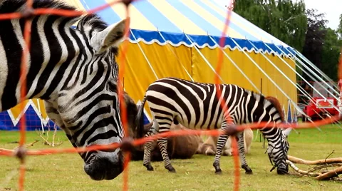 Zebra at circus tent outside captivity wild animals Stock Footage 63643390
