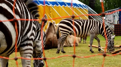 Zebra at circus tent outside captivity wild animals Stock Footage 63643503