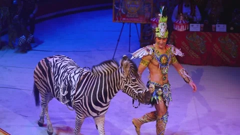 Zebra in the circus, a zebra performing ... | Stock Video | Pond5
