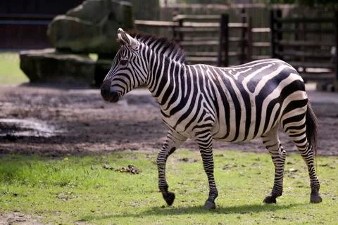 Zebra in a clearing Stock Photos