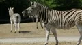 Zebra close up 8668N HD Footage
