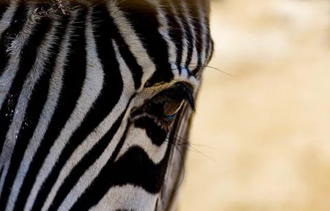 Zebra close up to the camera Stock Photos