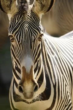 Zebra in close-up with detailed stripe pattern on brown background, Grevyzebra Stock Photos