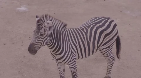 Zebra close up flicking tail and mane Stock Footage 53010616