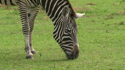 Zebra Close Up Stock Footage 573260
