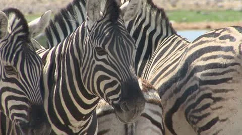 Zebra (close-up) 库存影片 10868454