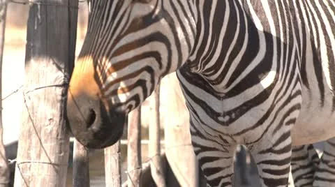 Zebra Close up Stock Footage 10970077