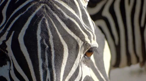 Zebra close-up 스톡 동영상 33491236