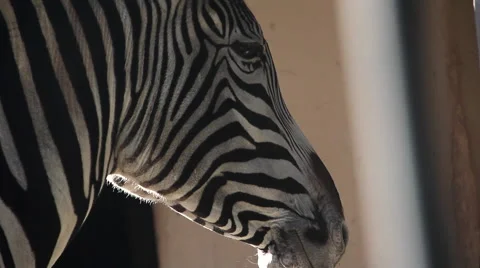 Zebra close up Stock Footage 46610627