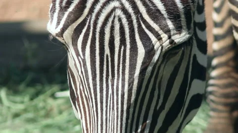 Zebra Close-Up Stock Footage 54678896
