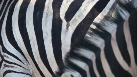 Zebra close up Stock Footage 95536763