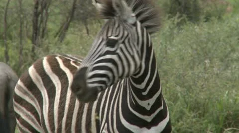 Zebra  close up - HD Stock Footage 22360145