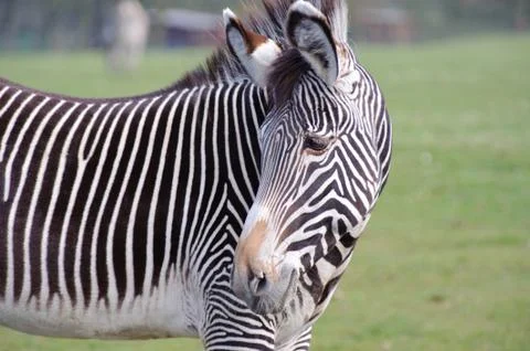 Zebra in close up Stock Photos