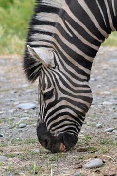 Zebra close up Stock Photos