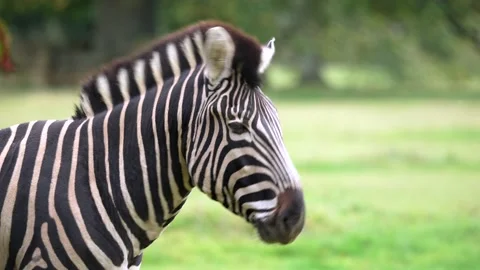 Zebra Close up shaking flies from head in slo motion Stock Footage 162666349