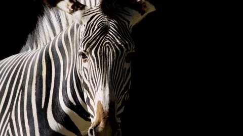 Zebra close shot Stock Footage 72174168