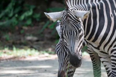 Zebra close up shot while eating in a zoo Stock Photos