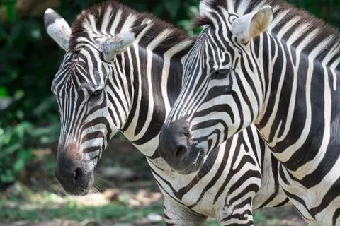 Zebra close up shot while eating in a zoo Stock Photos