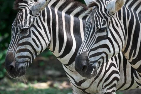 Zebra close up shot while eating in a zoo Stock Photos