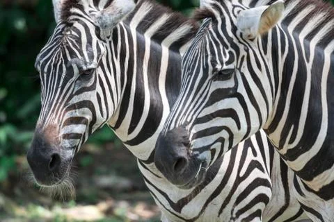 Zebra close up shot while eating in a zoo Stock Photos
