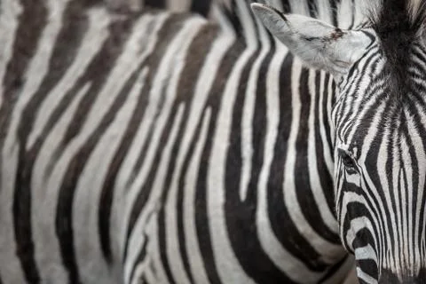 Zebra - close-up view with accent on the unique skin pattern we admire in thi Stock Photos