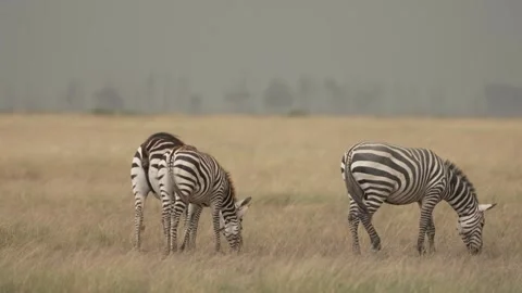Zebra Close-Up Walking Through Savannah Kenya Stock Footage 333216855