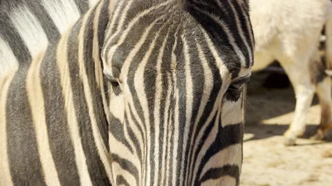 Zebra Closely Gazing Towards Viewer in Zoo Habitat Stock Footage 334121690