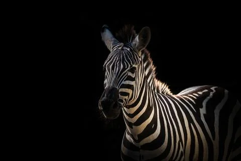 A zebra closeup creative edit, black background Stock Photos