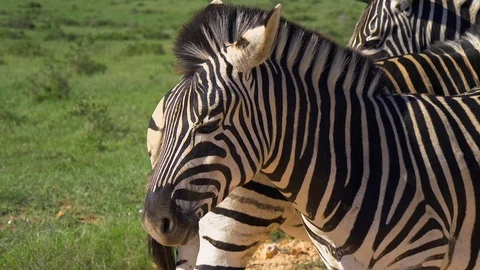 Zebra closeup of face Stock Footage 108492228