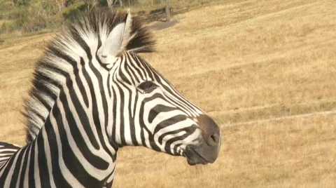 Zebra closeup Stock Footage 810295