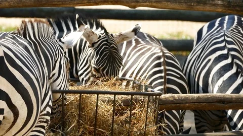 Zebra Closeup video. Wild Animals Eating in Zoo. Zebras Footage Stock Footage 126111437