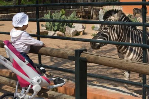 Zebra closing Stock Photos