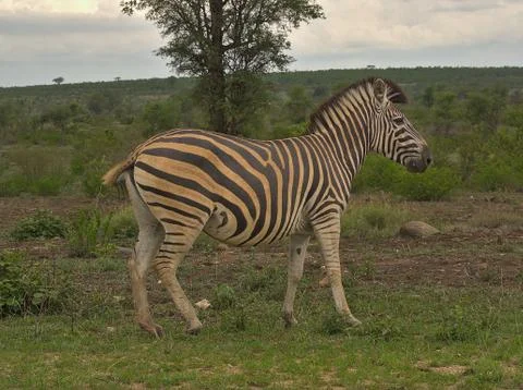 Zebra on cloudy day in Kruger Stock Photos