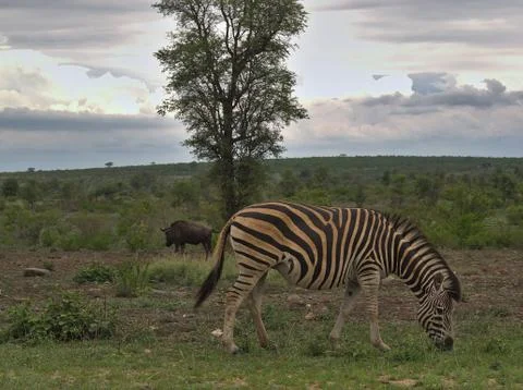 Zebra on cloudy day in Kruger Stock Photos