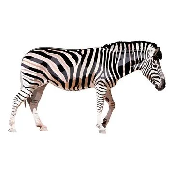 Zebra colored drawing realistic. Vector illustration wild animal. Stock Illustration